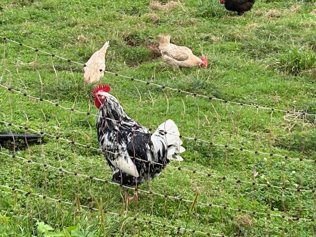 farm